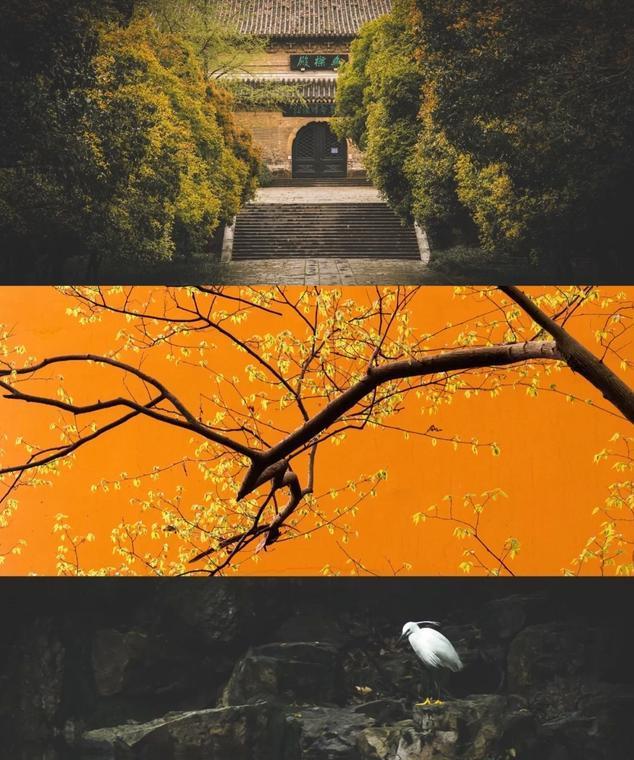 最是一抹明黄色的院墙,在青砖黛瓦间显得分外惹眼,与我们经常看到的