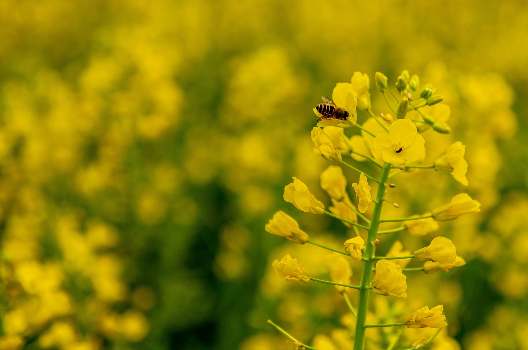 春游蓝田县鹿走沟村 田园风光惹人醉_高清图集_新浪网