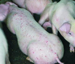 猪圆环病毒有什么症状?三步学会判断,你应该要知道的_高清图集_新浪网