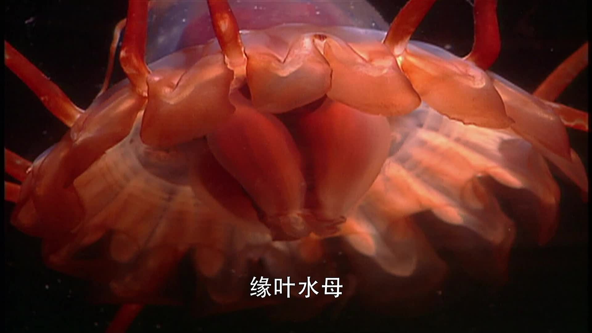 公认的最美水母原来是缘叶水母,黑暗中发出幽幽的蓝光