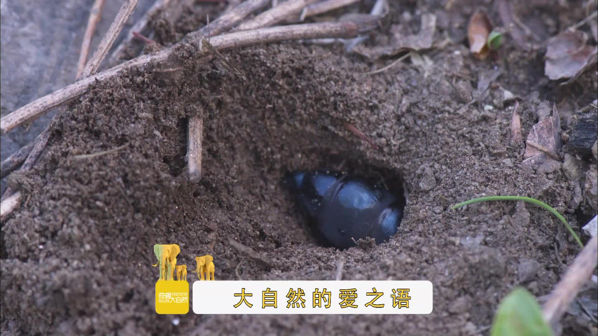 小小的曲角短翅芫菁,胃口却极大,整天都在进食或排便