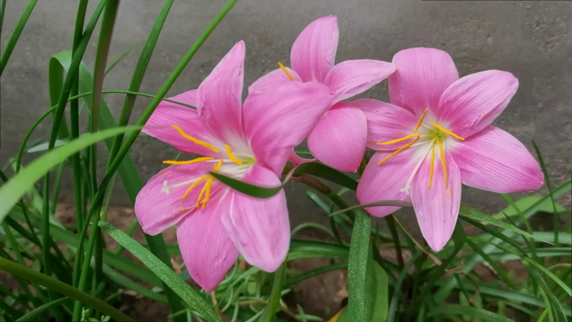 风雨兰也叫韭兰,原创视频