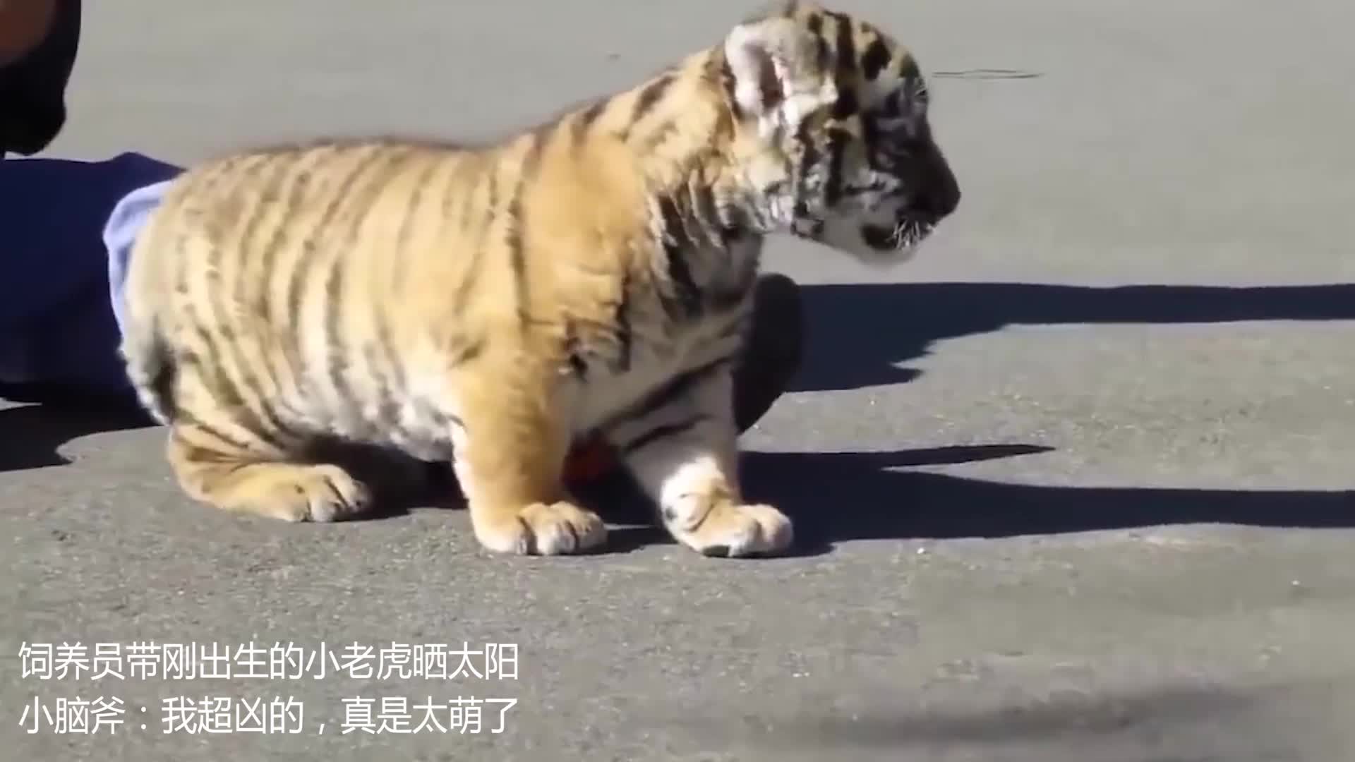 饲养员带刚出生的小老虎晒太阳,小脑斧:我超凶的,真是太萌了!