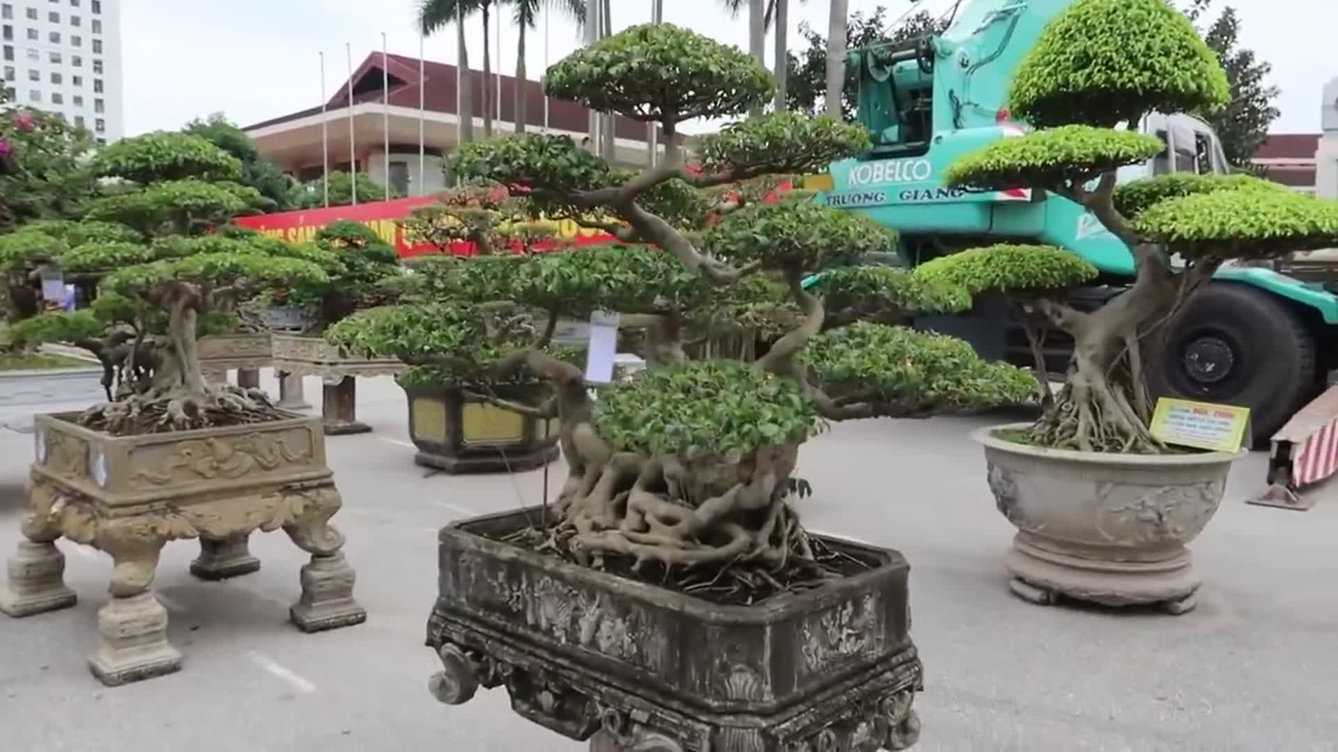 越南盆景展会造型独特有创意大型盆景源于自然却高于自然