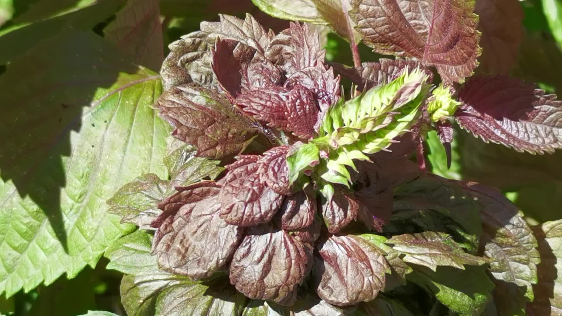 紫苏要开花了,原创视频