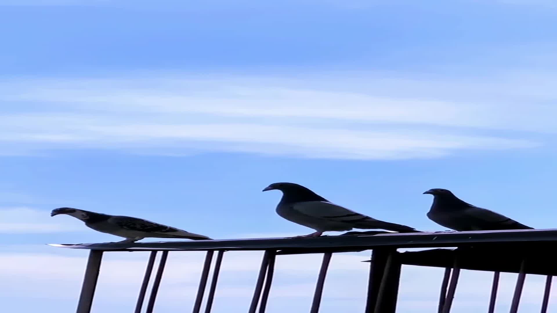 重生之夏日倾情