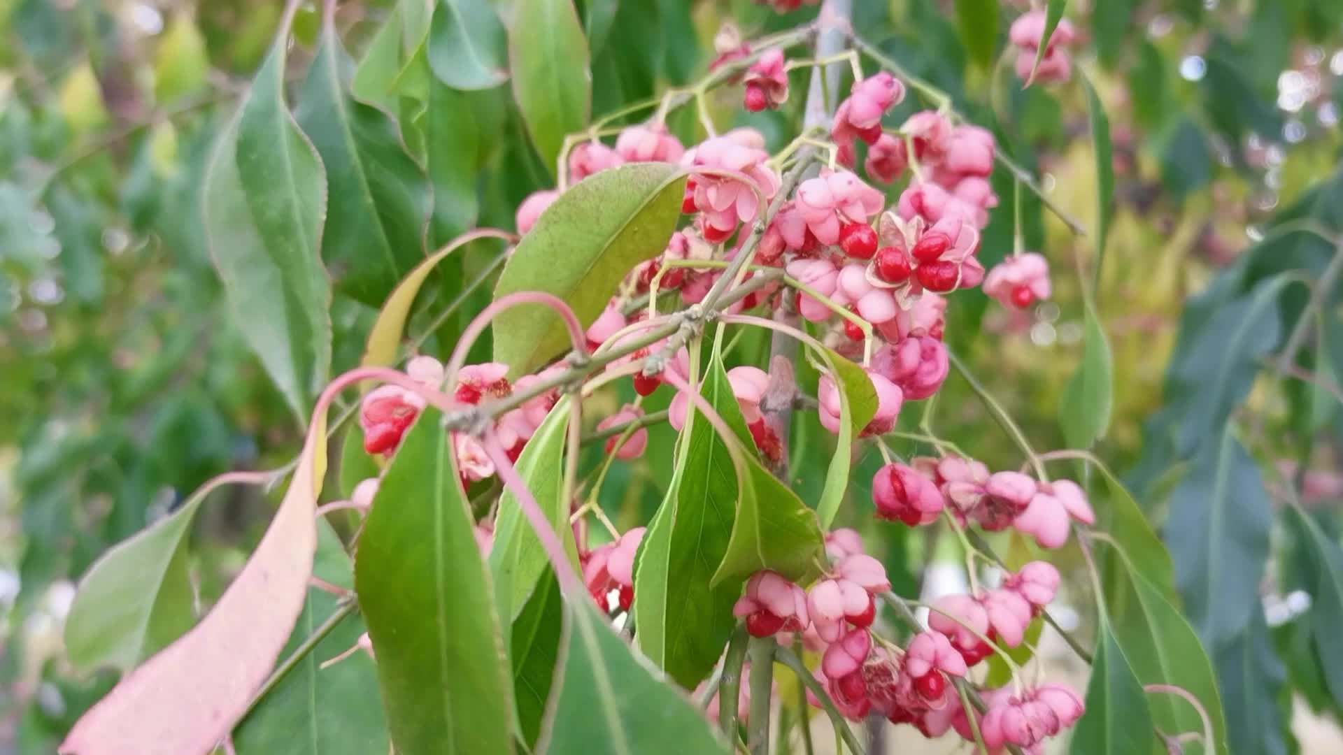 白杜卫矛果实,原创视频