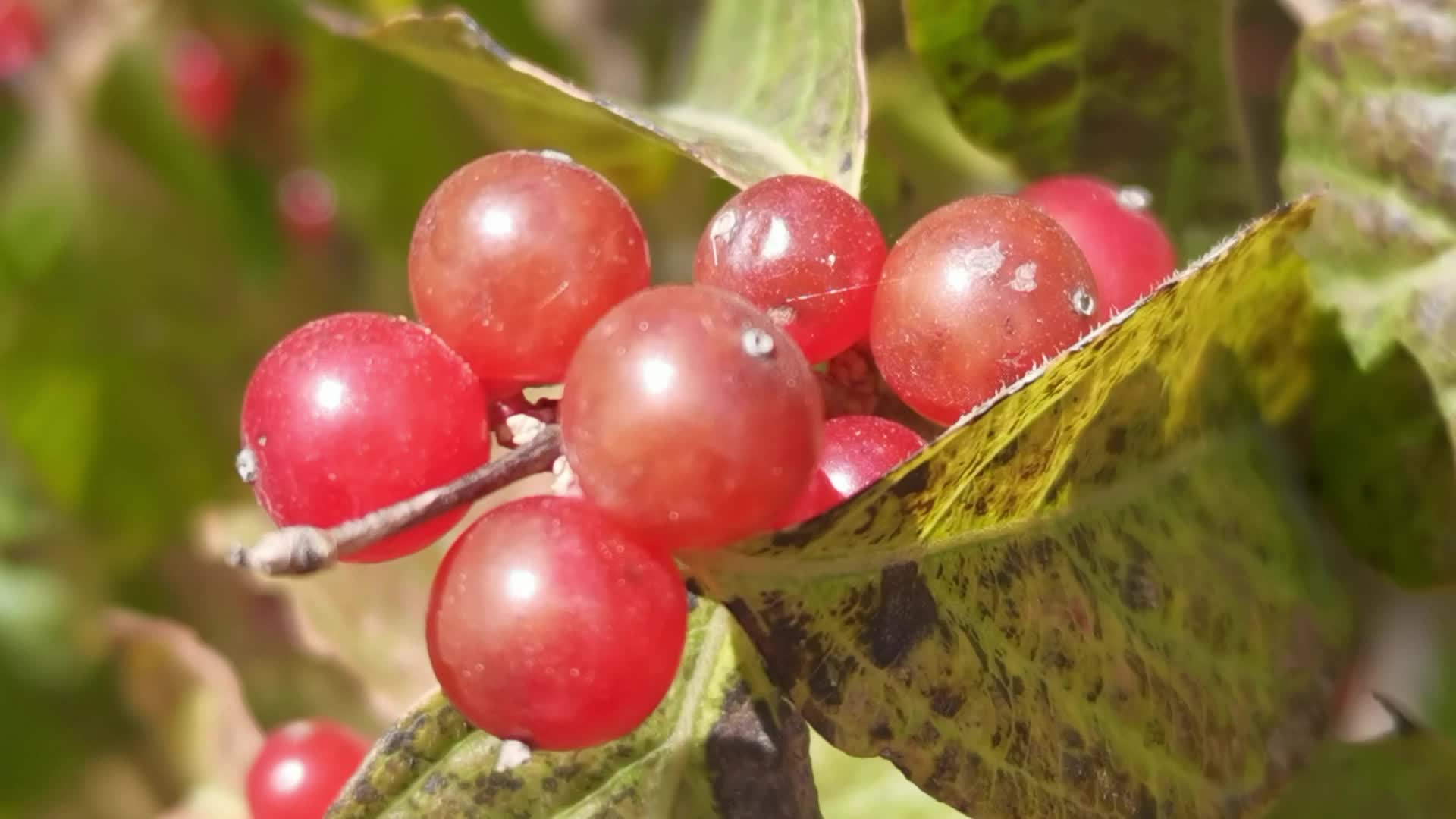 忍冬果,原创视频