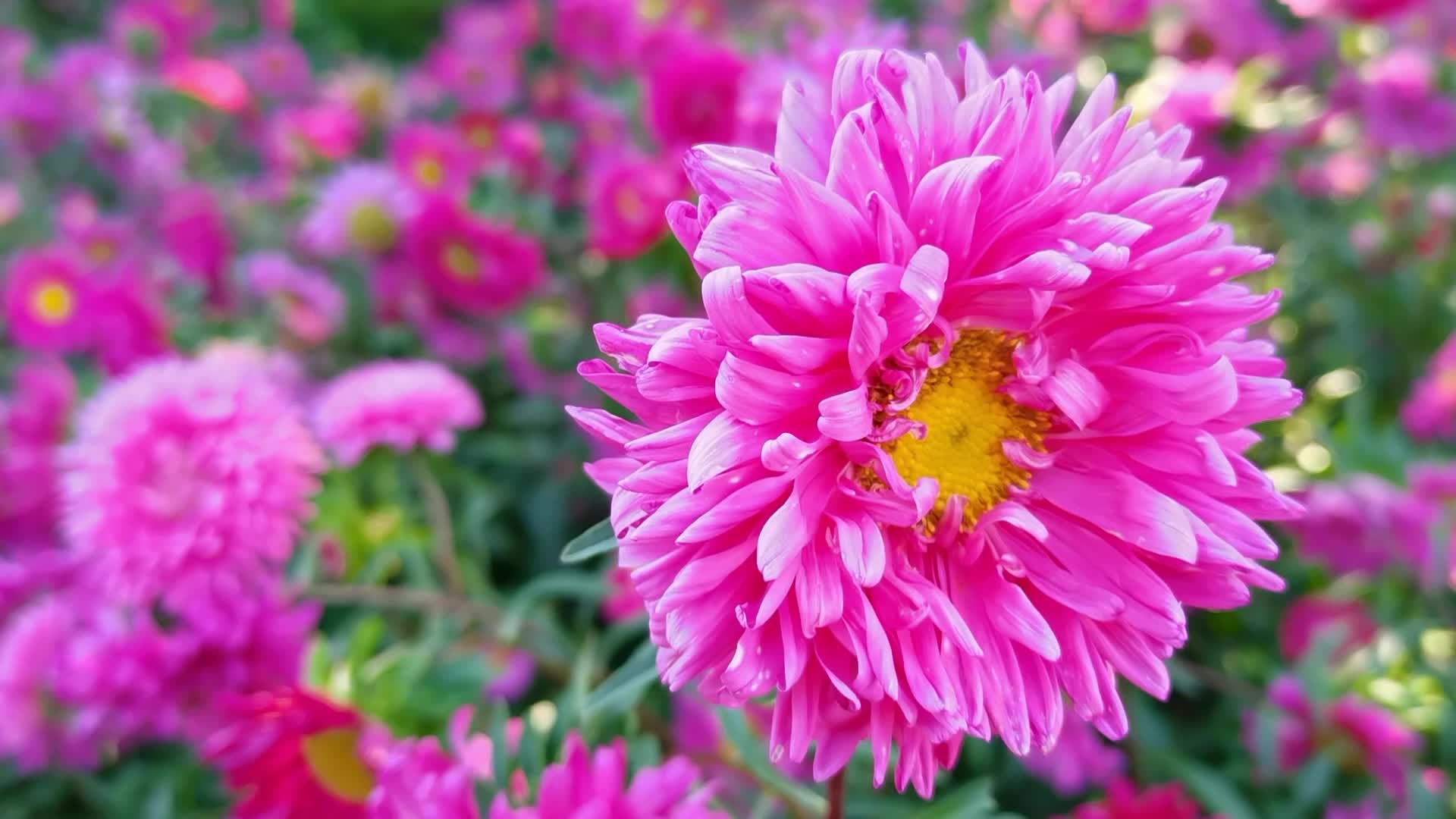 翠菊花,原创视频