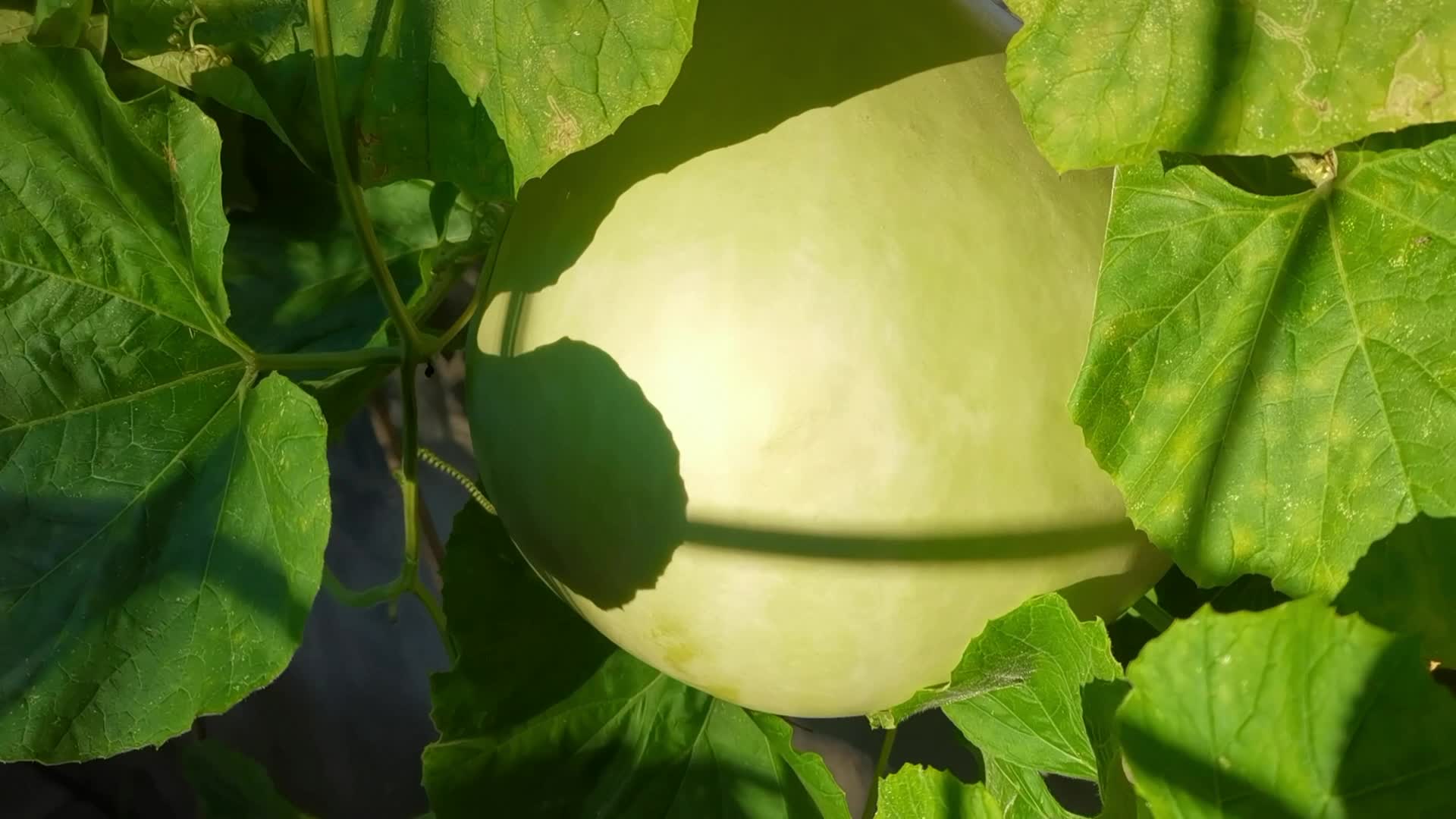 大葫芦,原创视频