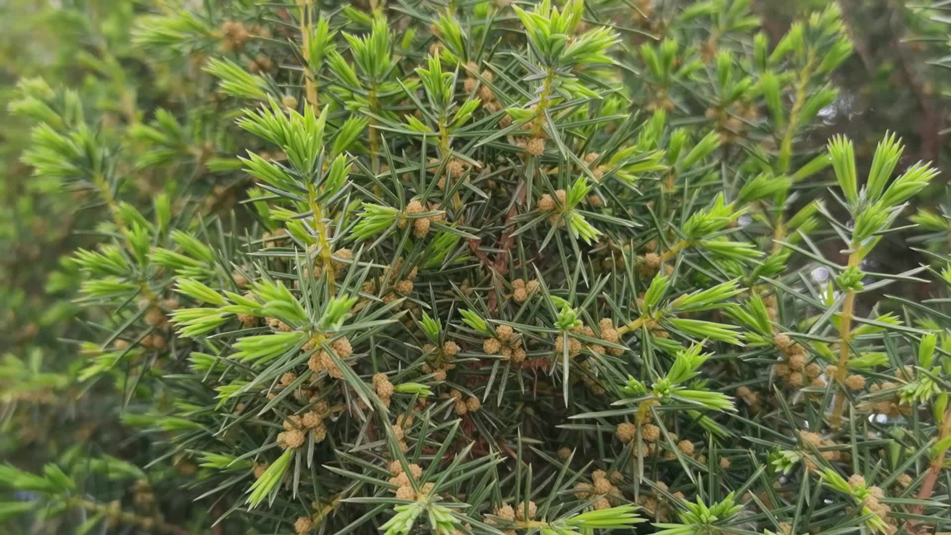 刺柏树小花,原创视频