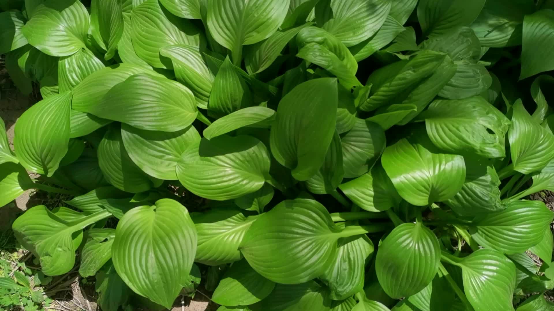 玉簪花叶子,原创视频