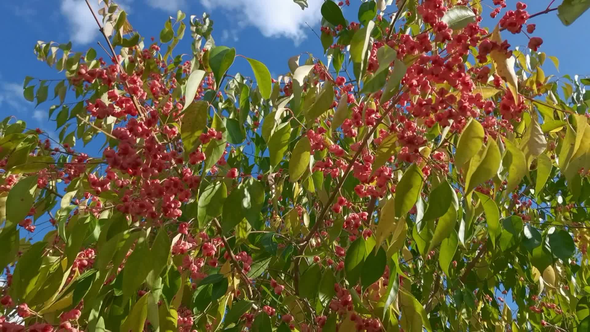 桃叶卫矛红色果实原创视频