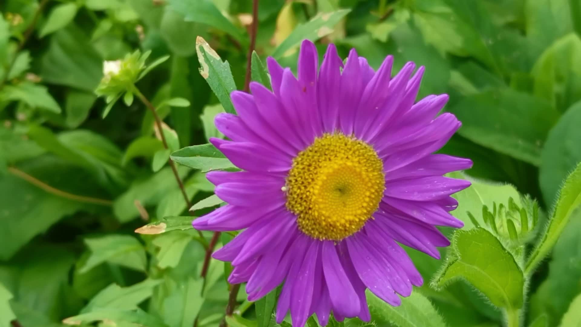 粉紫色翠菊花原创视频