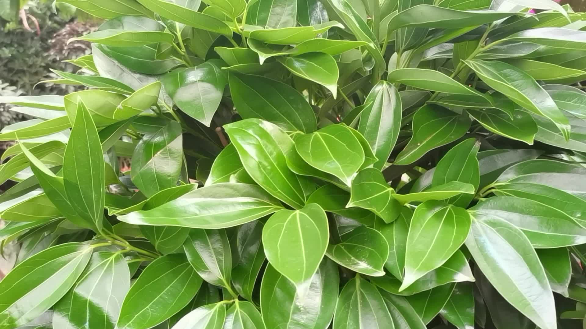 7,3它们有不同的外观肉桂树皮光滑,颜色是灰褐色或