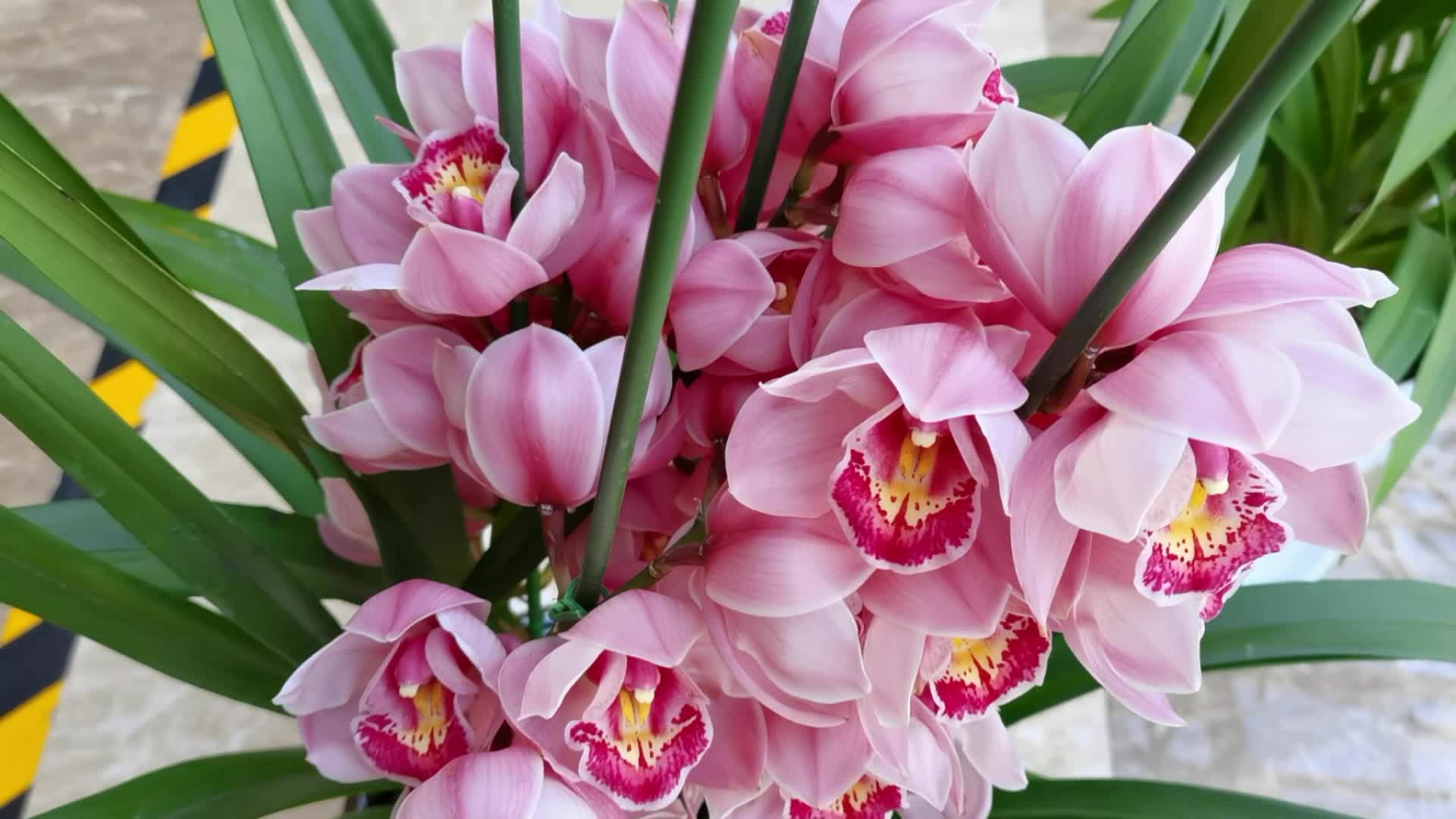 粉色大花蕙兰原创视频