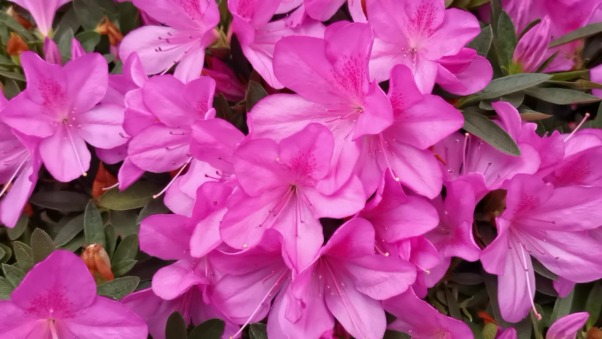 粉色杜鹃花原创视频