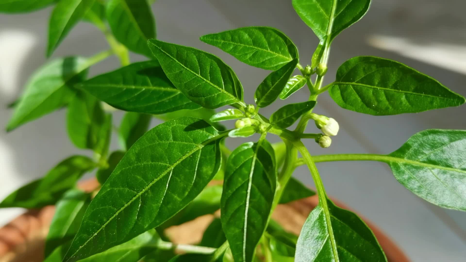 五彩椒花骨朵原创视频