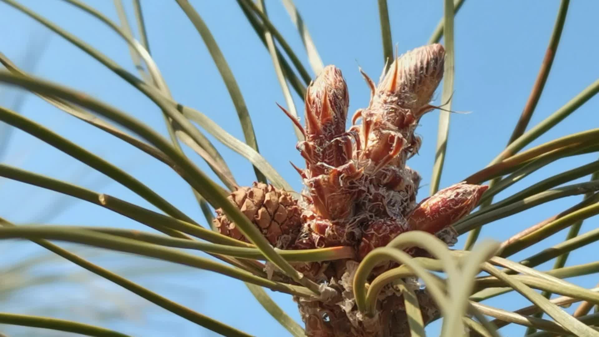发芽的马尾松原创视频