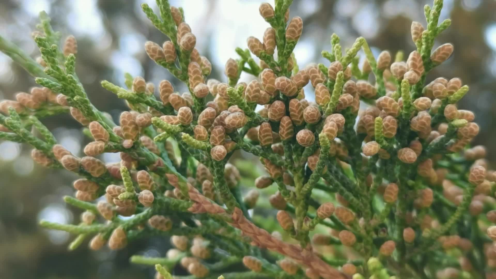 圆柏花骨朵原创视频