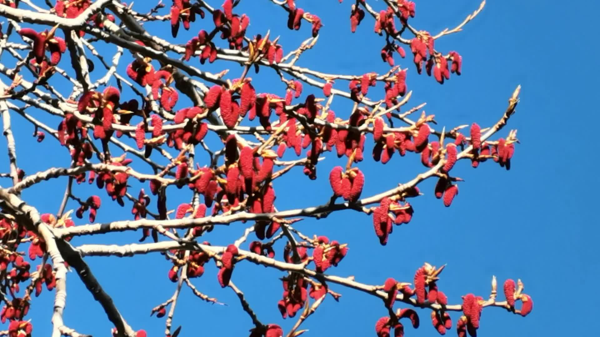 红色杨树花原创视频