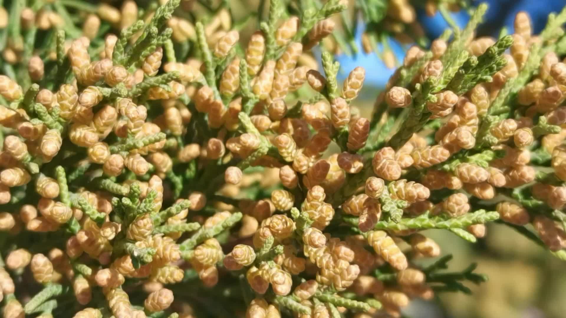 圆柏开花了,原创视频