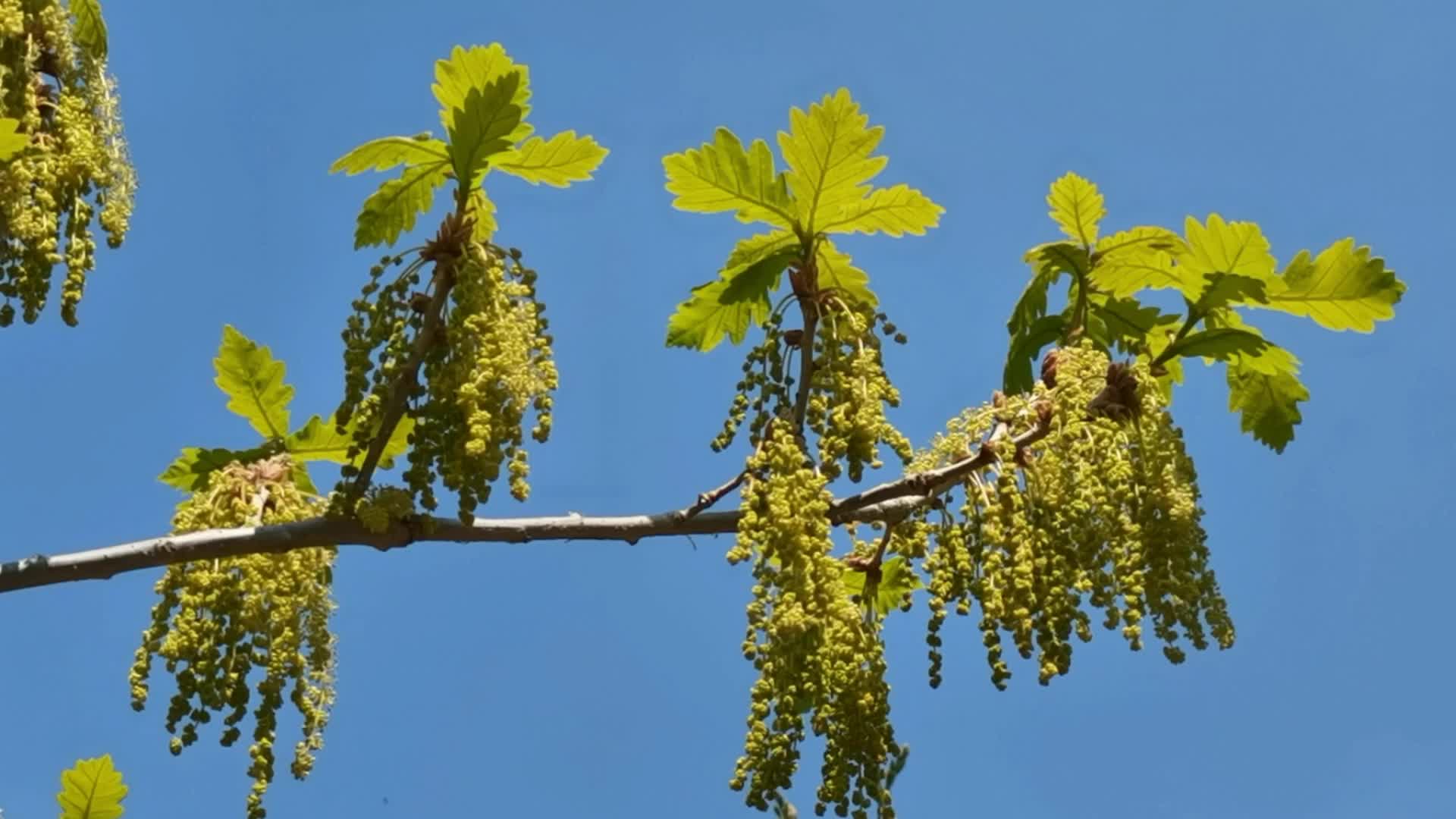 蒙古栎树花穗原创视频