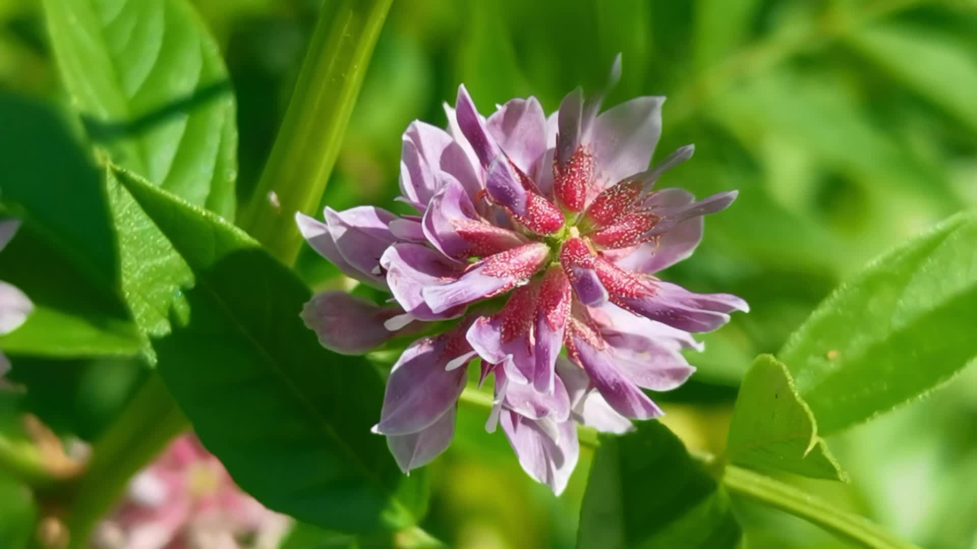 刺果甘草花原创视频