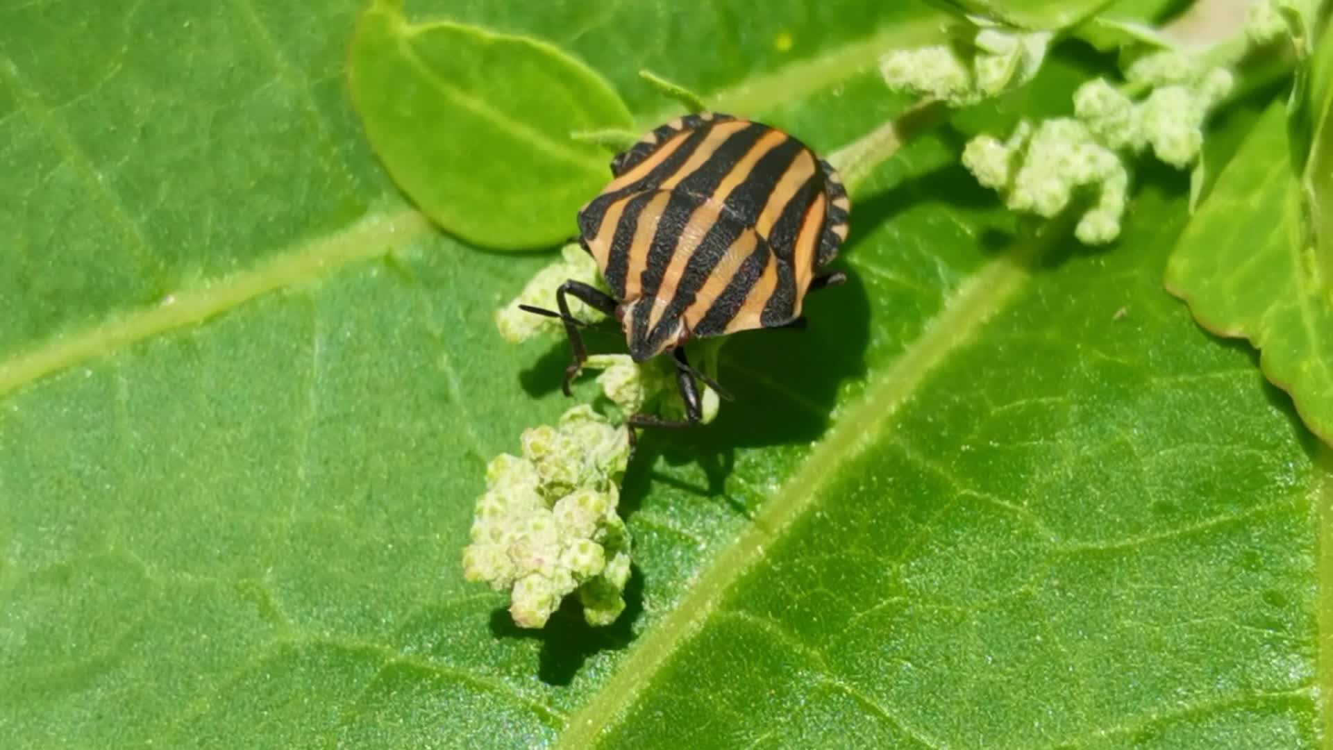 赤条蝽原创视频