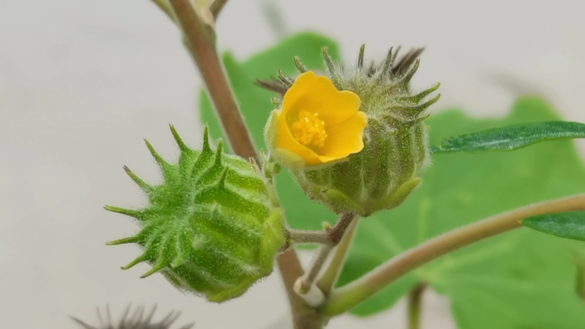 苘麻果小花原创视频