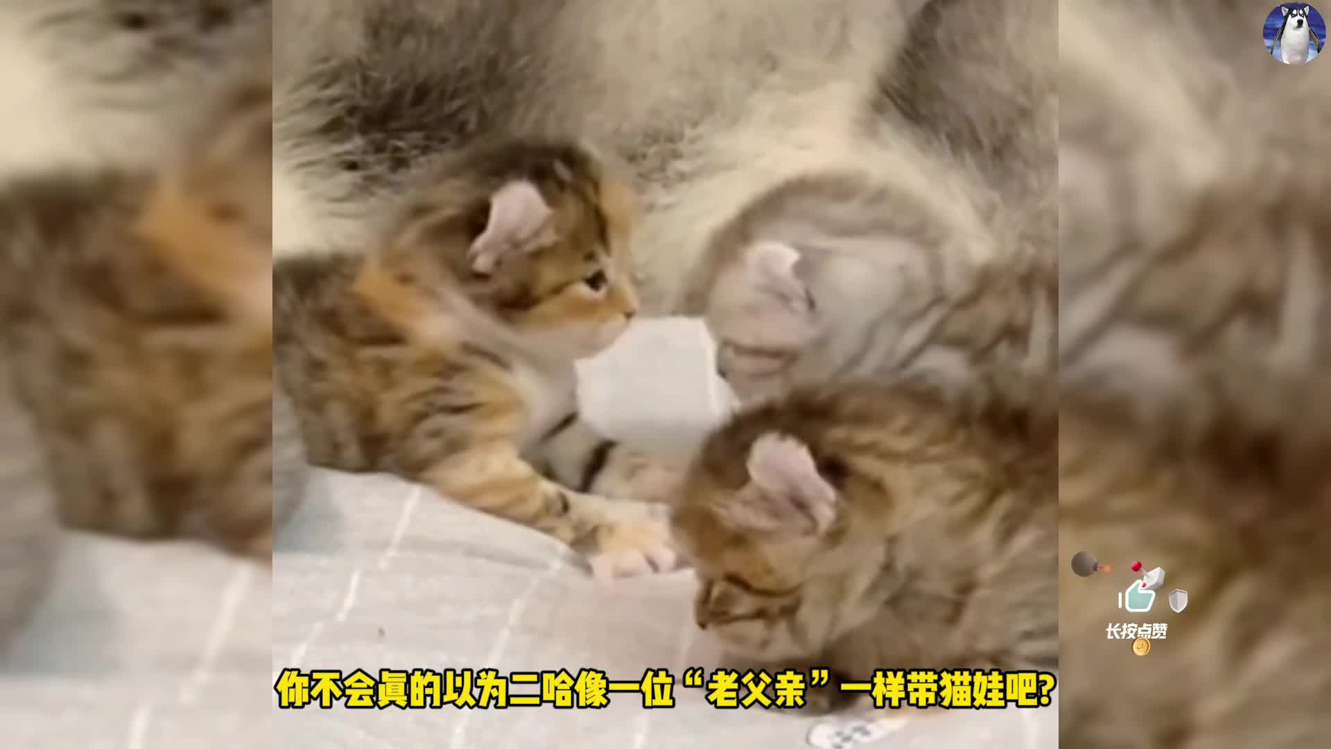 千万别让二哈带小猫,否则哈士奇会把“本领”传授给猫,不信你瞧_新浪新闻