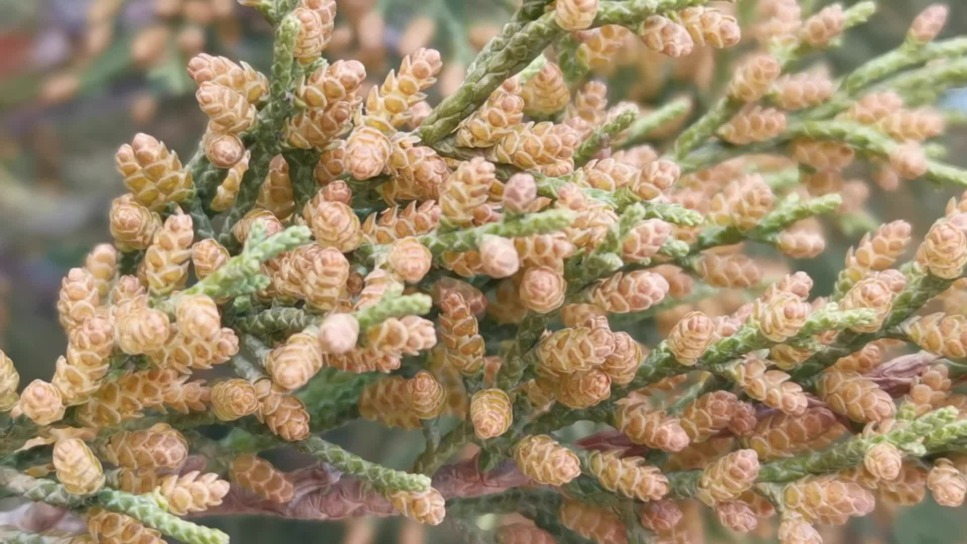 圆柏也叫龙柏花原创视频