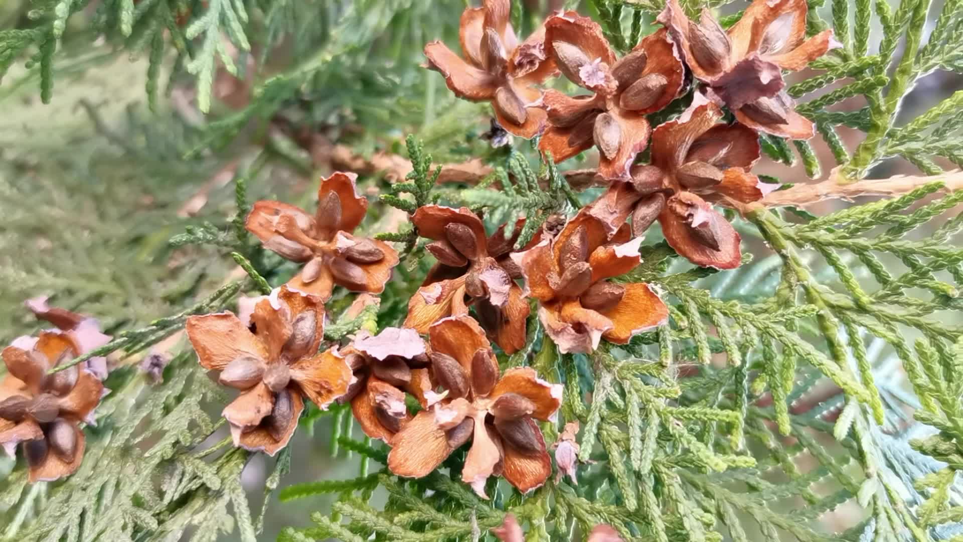 侧柏树种子果实原创视频