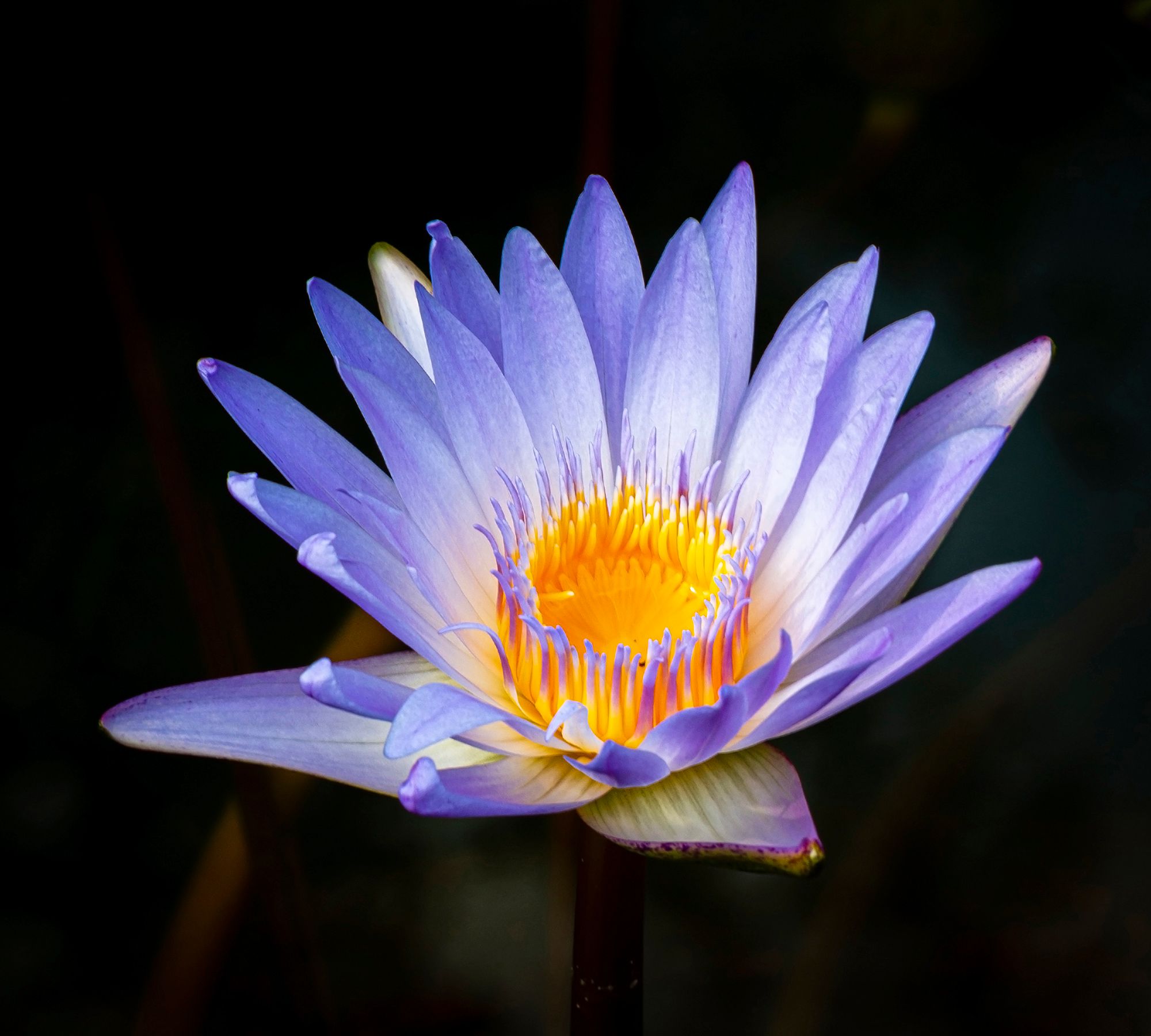 原创随拍:妖艳的热带睡莲,圣洁的荷花