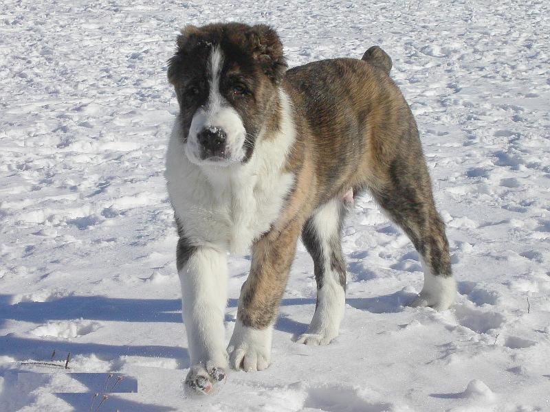 中亚牧羊犬,勇猛无畏的战斗猛犬,用眼神就可威慑外敌