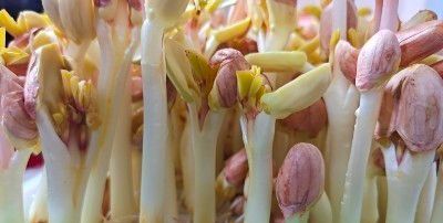 "万寿果芽"就是花生芽苗菜,300克炒香肠,鲜嫩爽口,清甜美味