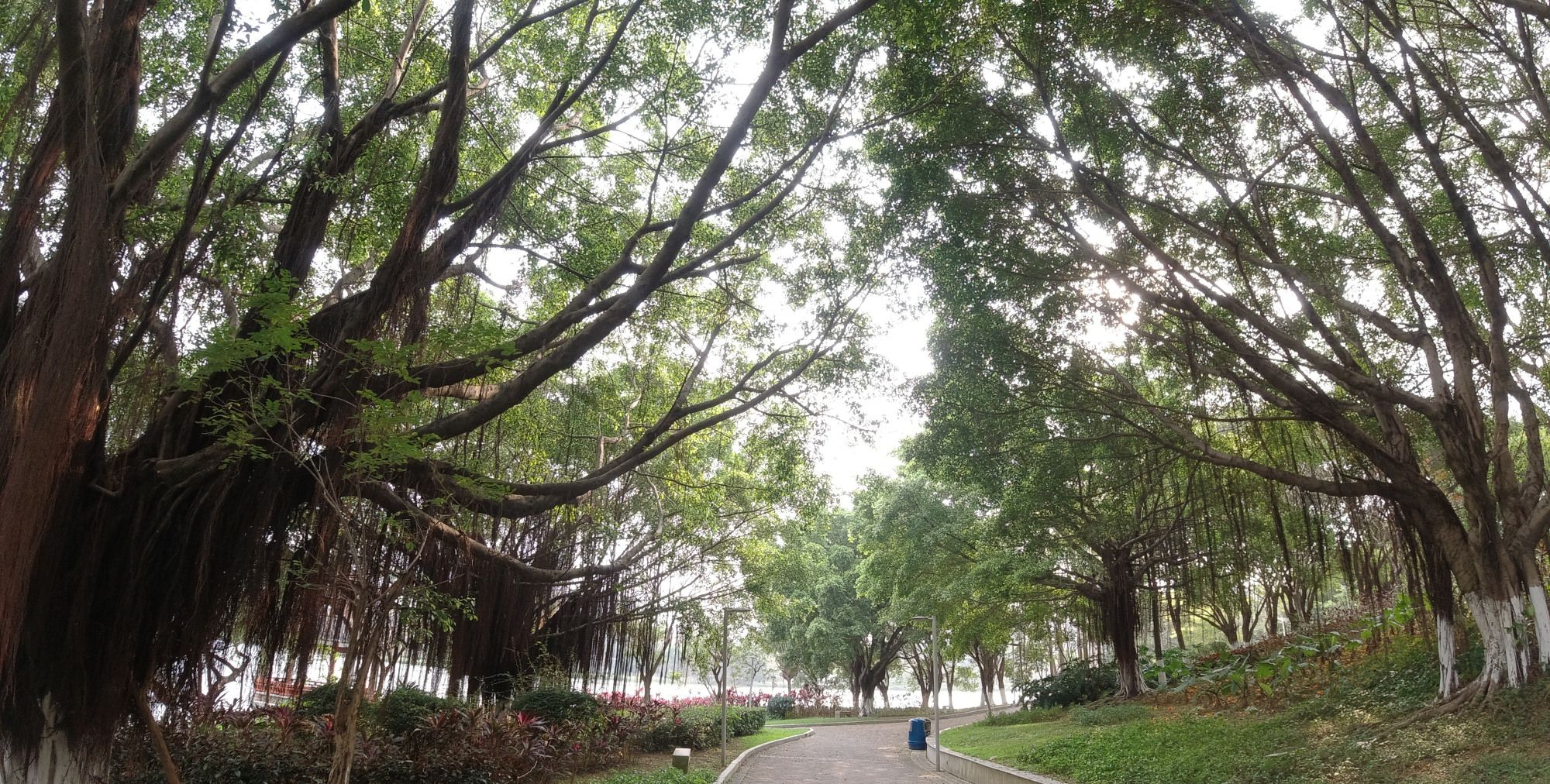 早上晨跑来到了东莞松山湖月荷湖路人非常的少景色特别的美