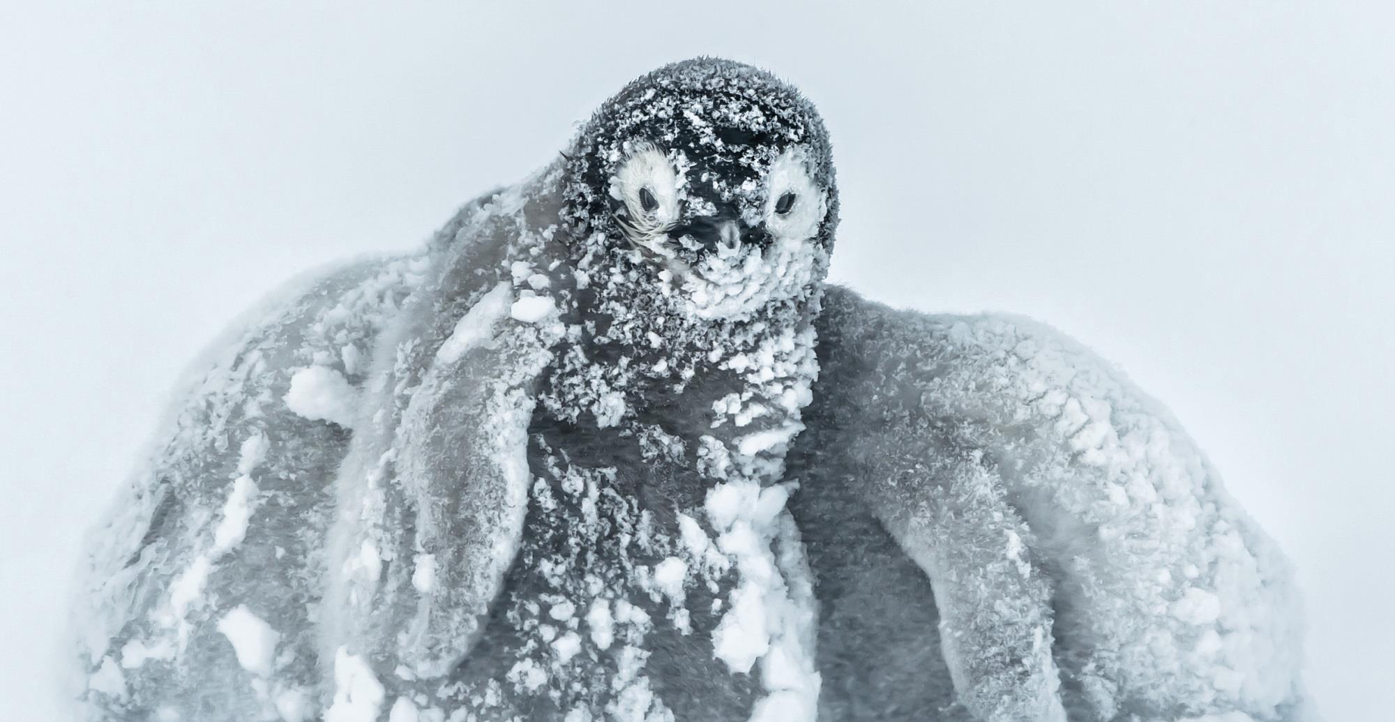 8张最美企鹅摄影作品欣赏