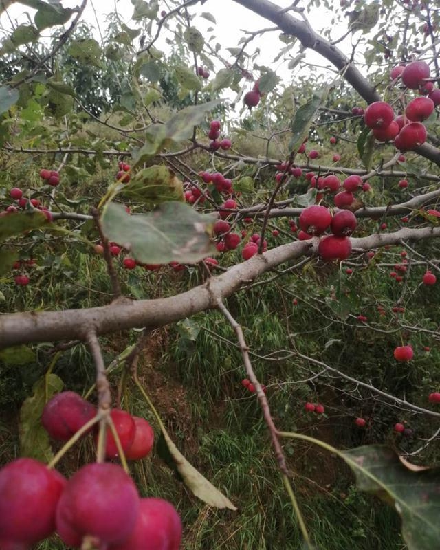 湾里只有大爹家种了一棵海红(密果)树,那棵海红(密果)树是野生的,结的