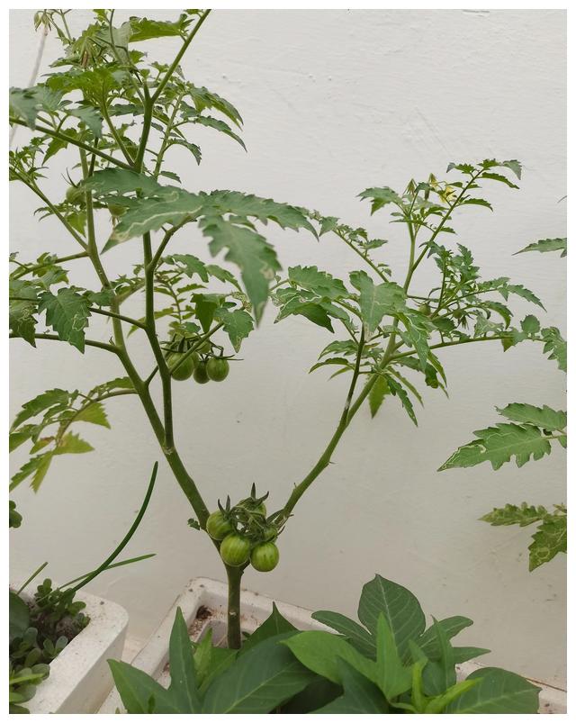 晒晒今天的小番茄长势