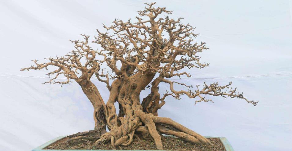 盆景养护:博兰盆景换盆注意事项|博兰|盆景|养护_新浪新闻