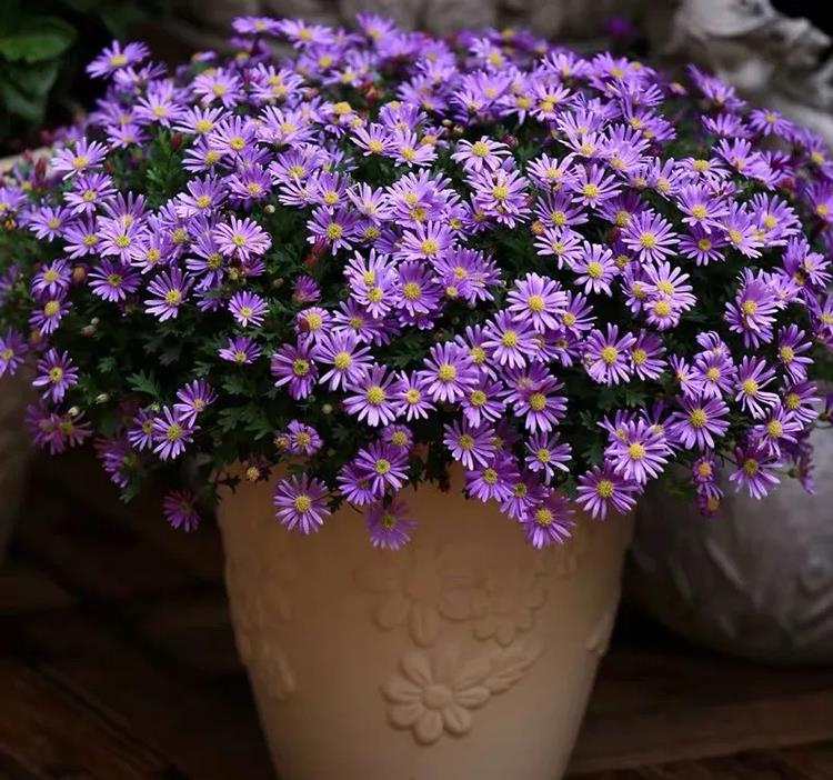 草花中的战斗机,紫色的小花,清新又可爱.