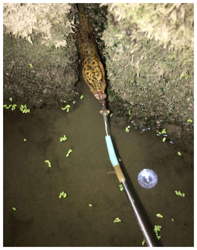 夏天别把黄鳝不当鱼看偶尔换换口味钓黄鳝的技巧送给大家