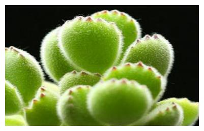 1月5日生日花 熊掌花花语 赶快来了解一下吧 花语 熊掌 生日花 新浪新闻