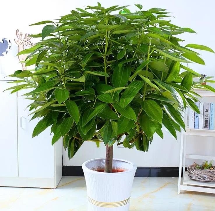 年底养花,推荐安排4种"好运花",寓意一级棒|平安树|寓意|幸福树_新浪