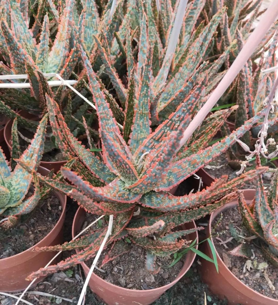 带花纹的圣诞芦荟随意浇水不挑环境很好养