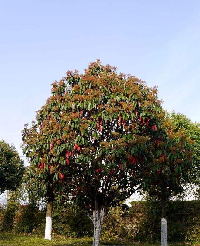植物素材分享:含泪整理30种南方常见树种及其种植形式,欢迎收藏