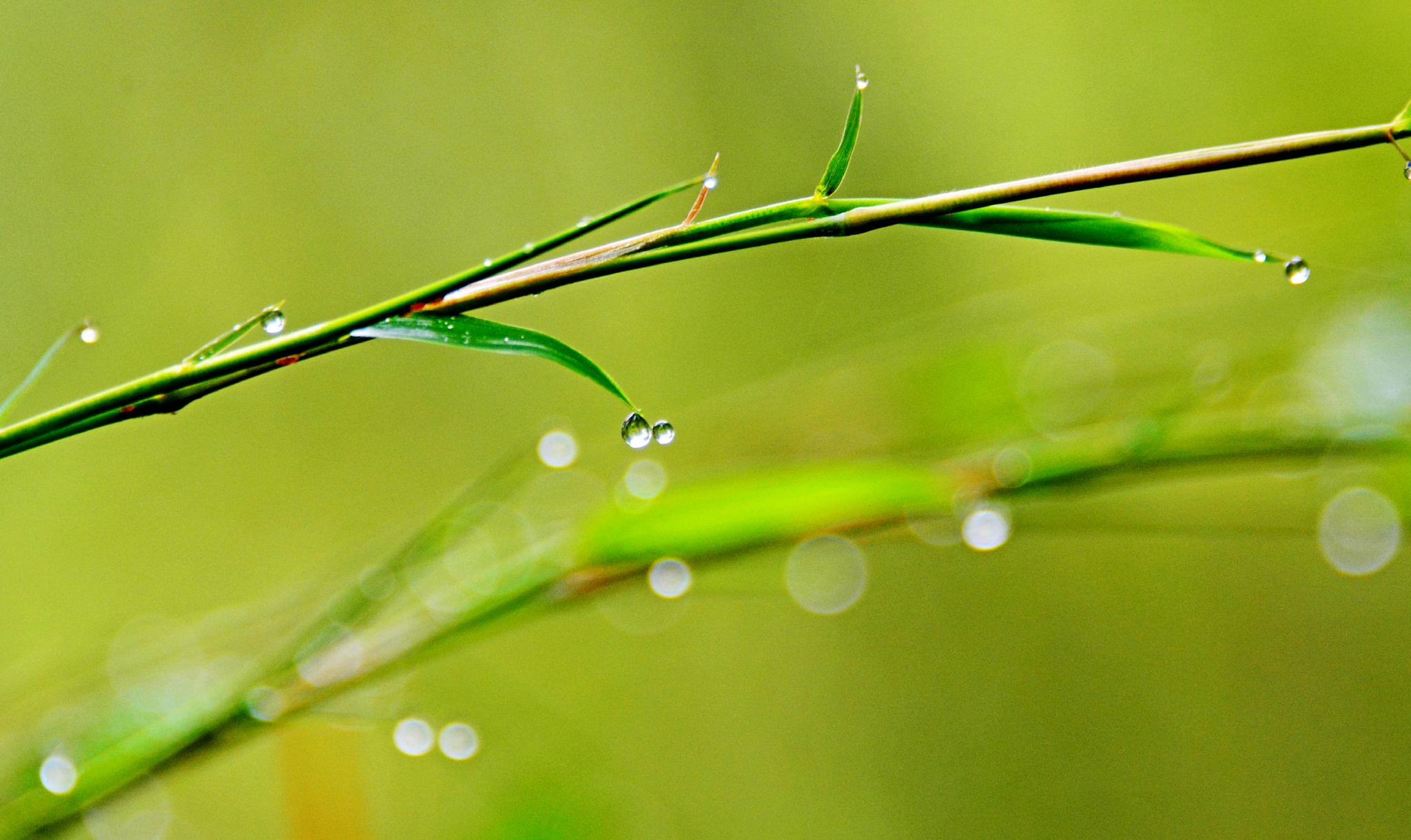 雨后竹林随拍2022年04月26日江苏无锡锡山区锡北镇斗山村