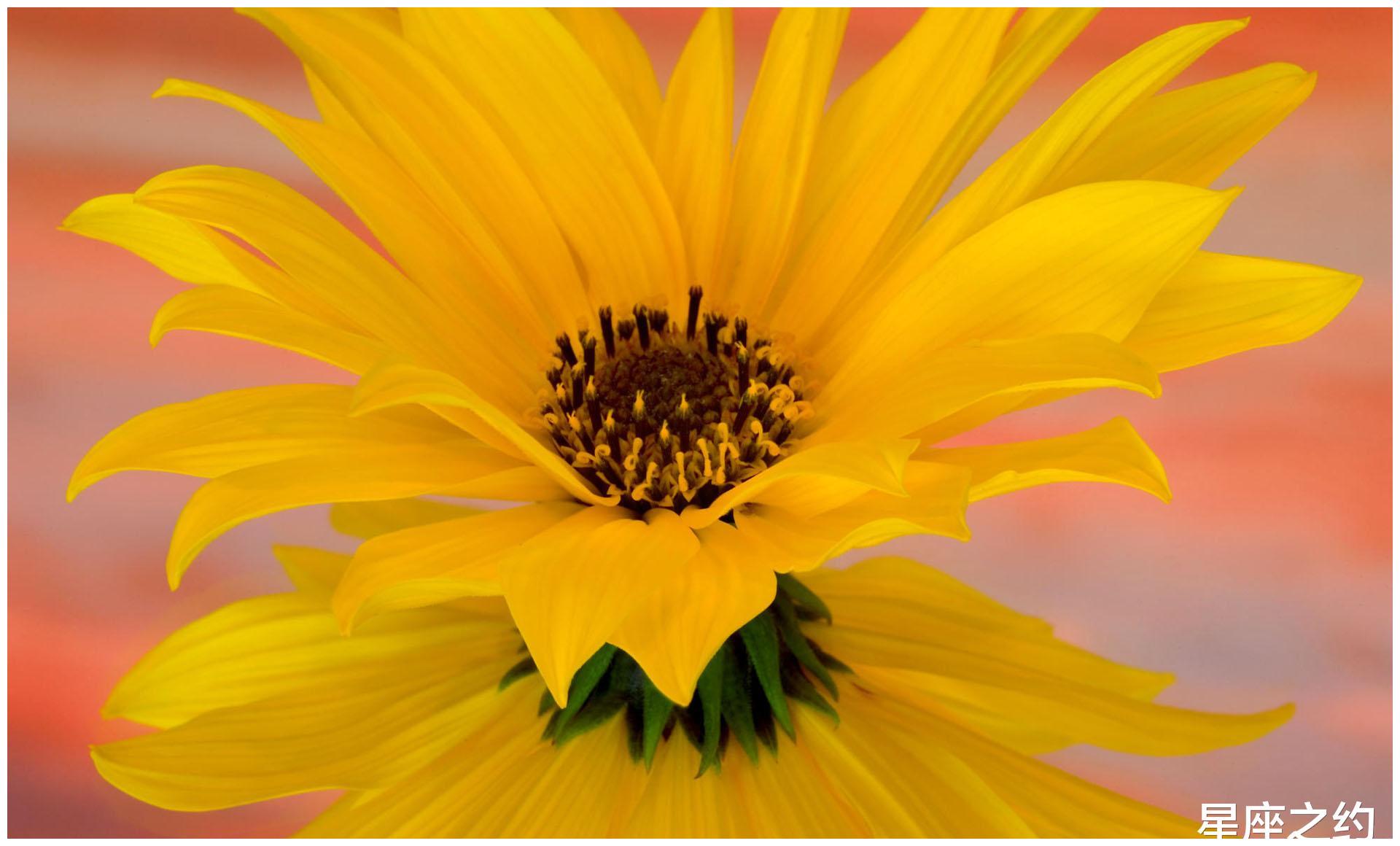 12月25日星座运势 金牛座顾全大局 水瓶座脚踏实地 财经头条