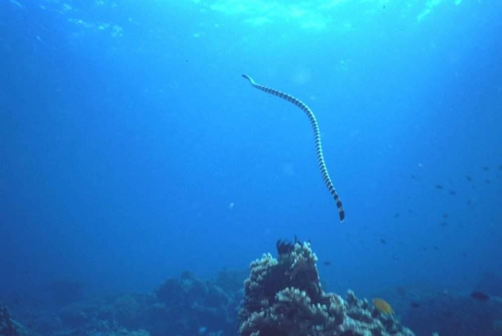 早已灭绝还是只存在于神话传说中|海蛇|大海|深海_新浪新闻